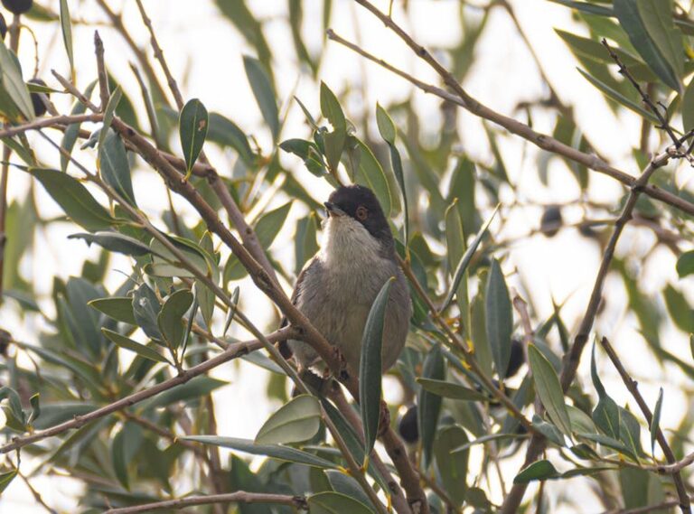 sylvia jeffreys net worth