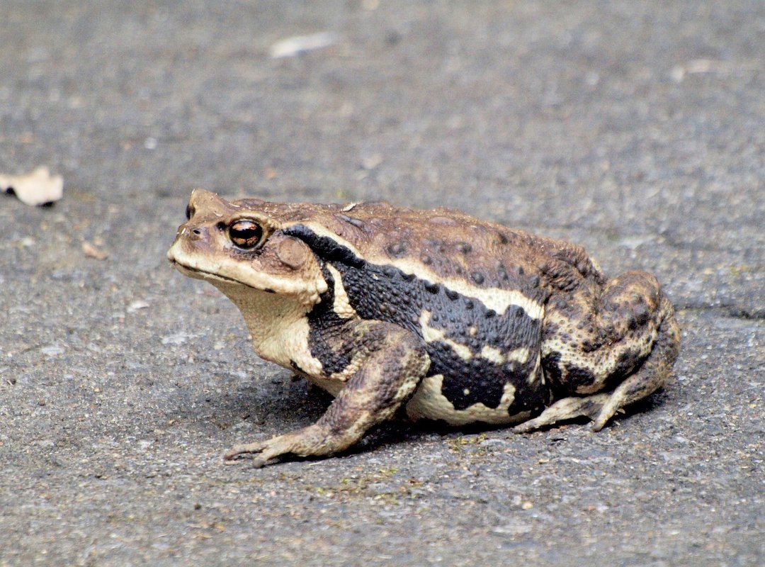 How the Oppo A17 Compares to Its Biggest Rivals