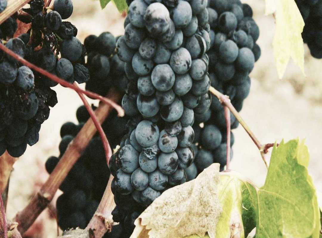 Agencies vs. Independent Providers: Pros and Cons